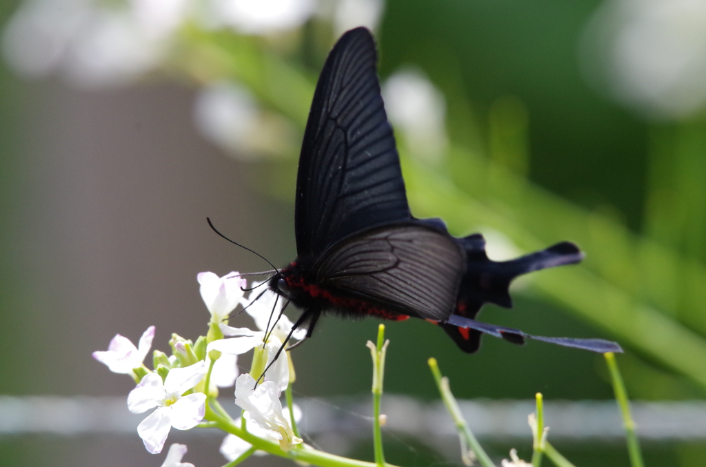 黒いアゲハ (3)