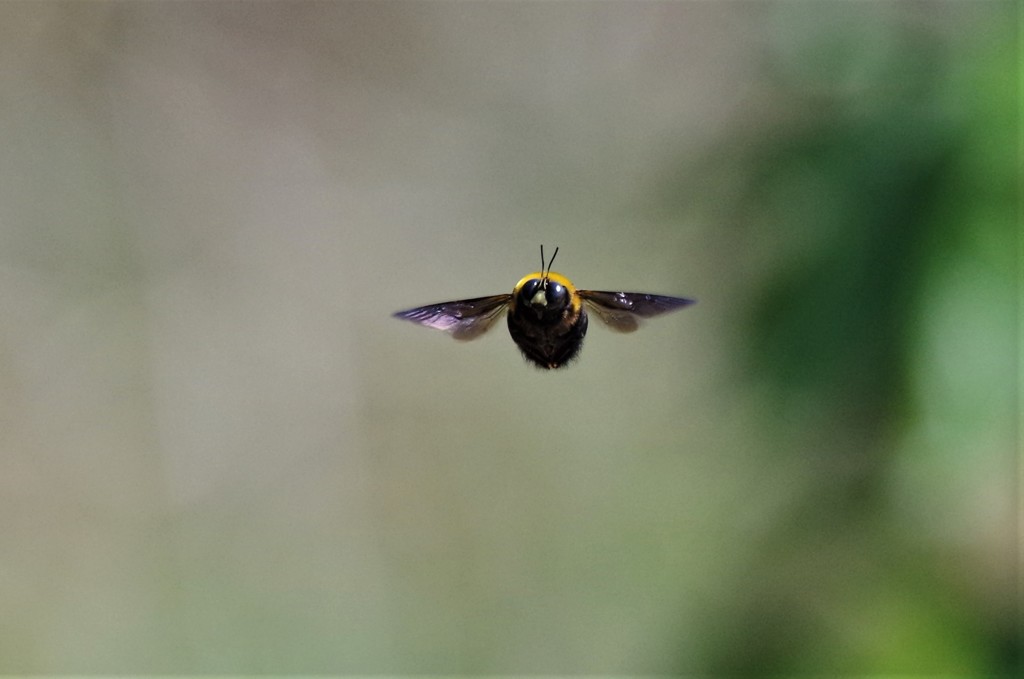 今日のクマバチ (1)