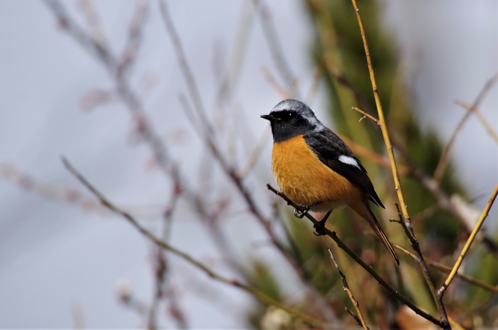 昨日のジョビ君  (1)