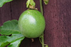 パッションフルーツの実