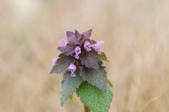 ヒメオドリコソウ