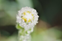 庭先にて