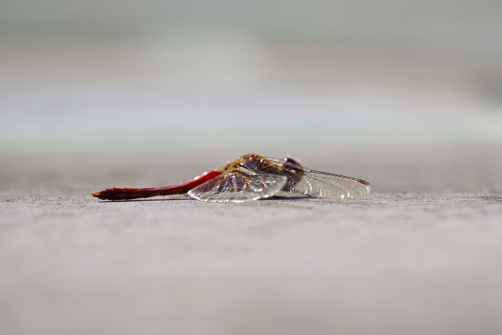 今日も、居ました。 (3)