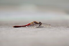 今日も、居ました。 (3)