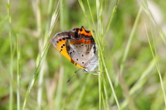 昨日のシジミチョウ (1)