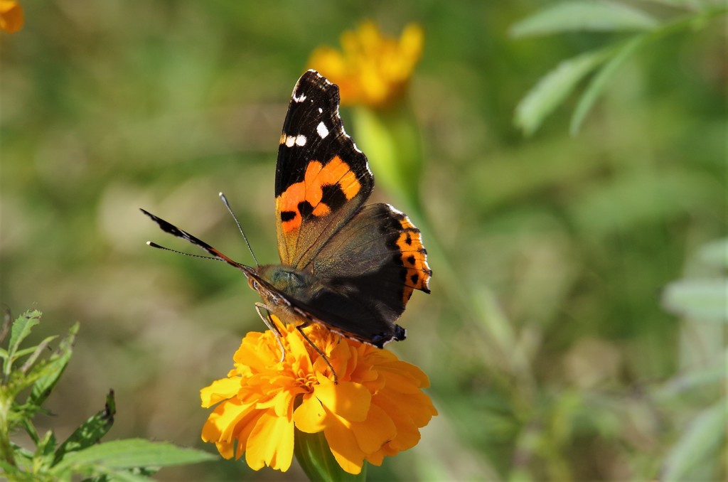今日のチョウ (1)