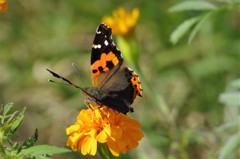 今日のチョウ (1)