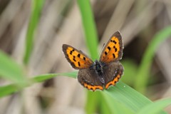 昨日のベニシジミ (3)