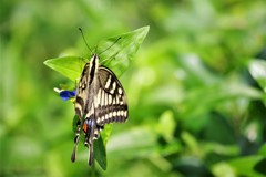 昨日のアゲハ (1)