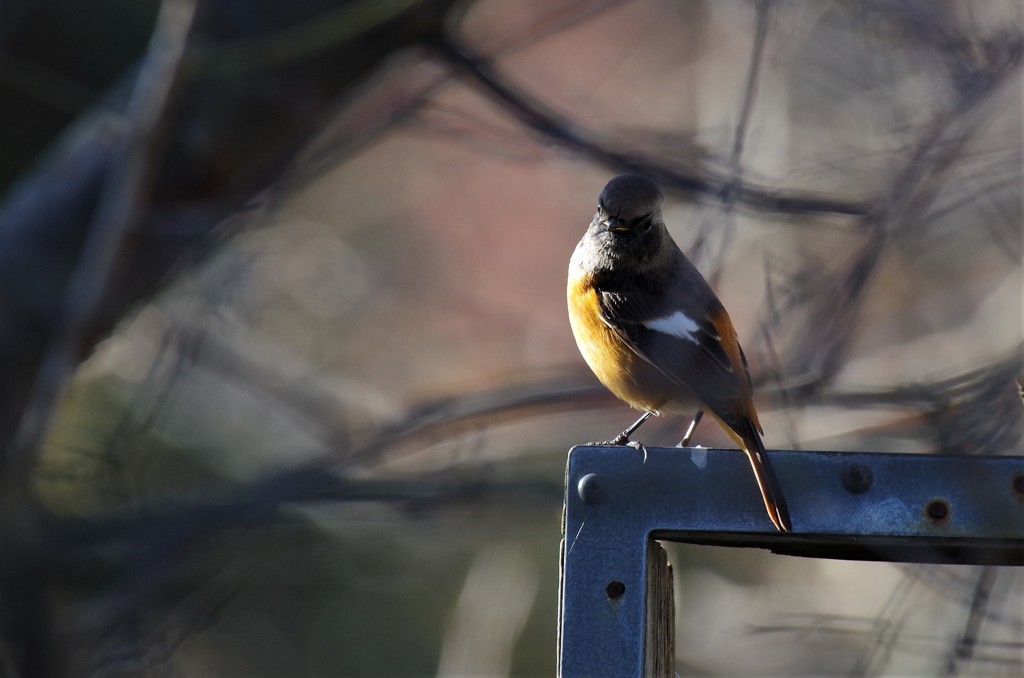 今日のジョウビタキ (1)