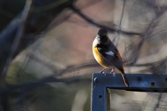 今日のジョウビタキ (1)