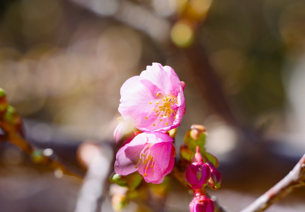 河津桜