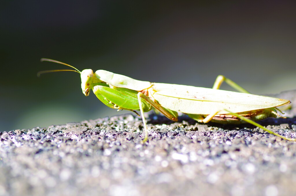 カマキリちゃん