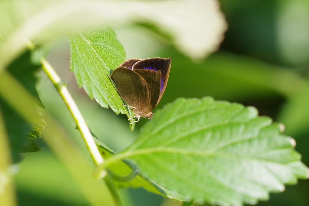 ムラサキシジミ (1)