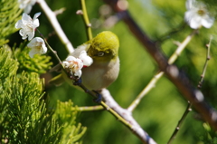 昨日のメジロ (4) 