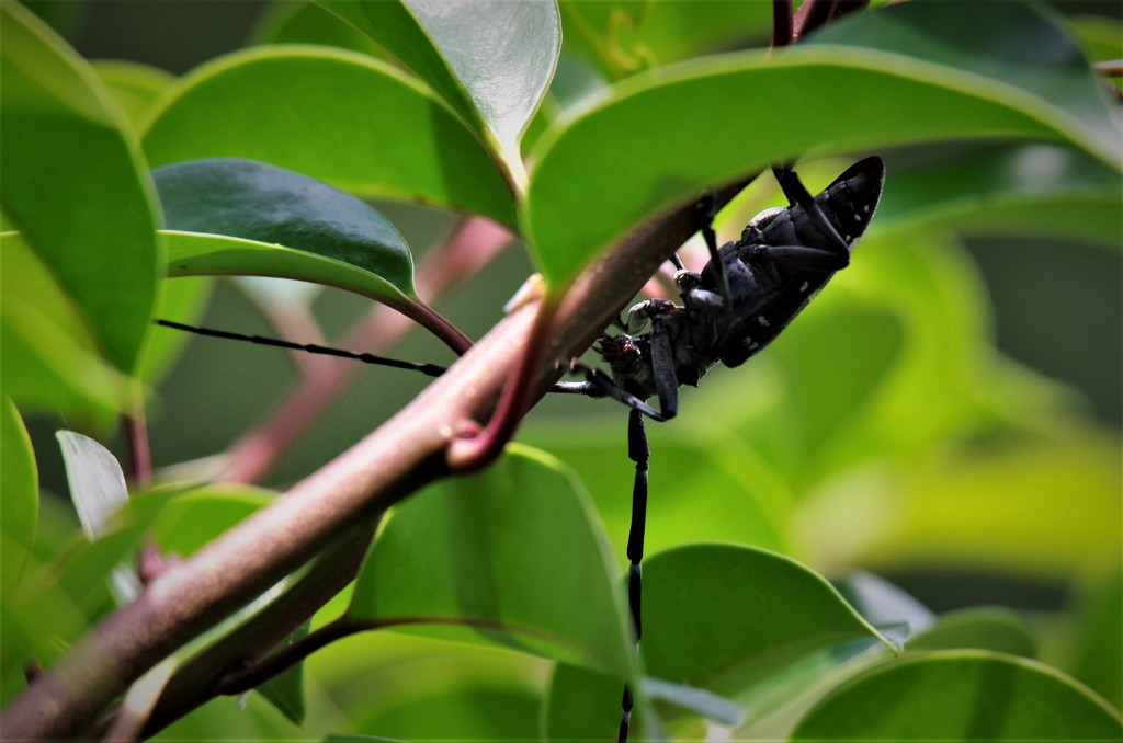 カミキリちゃん (2)