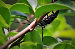 カミキリちゃん (2)