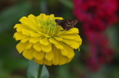 セセリとヒャクニチソウ