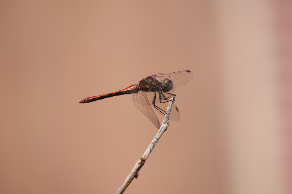 赤トンボ