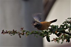 昨日のジョウビタキ (3)