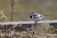 昨日のセキレイ (1)