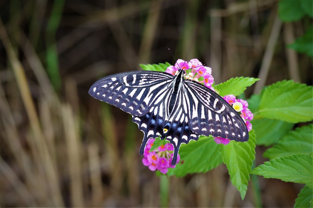 ランタナに魅せられて