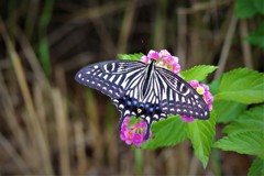 ランタナに魅せられて