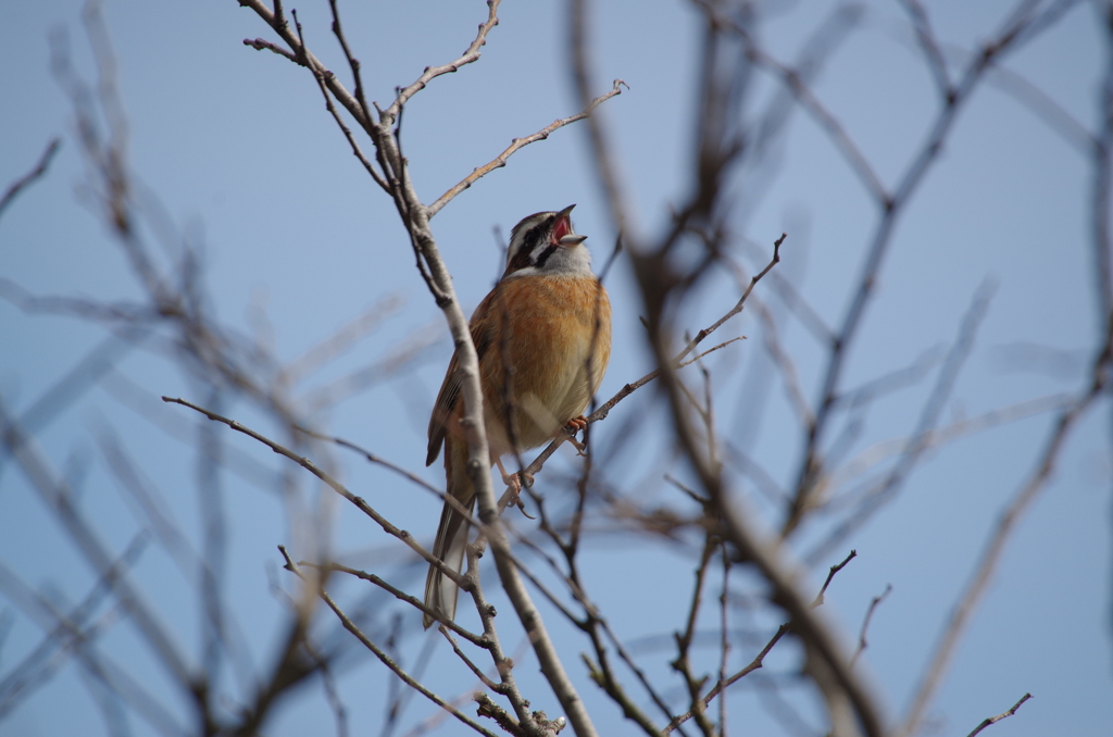 今日のホオジロ