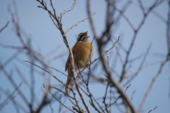 今日のホオジロ