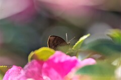 昨日の蝶 (2)
