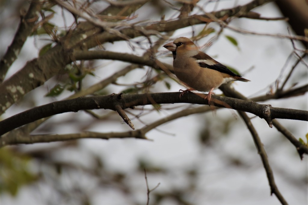 昨日の野鳥 (1)