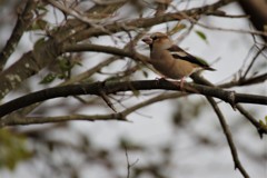 昨日の野鳥 (1)