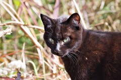 野良猫