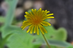 昨日の花