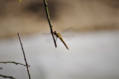 秋