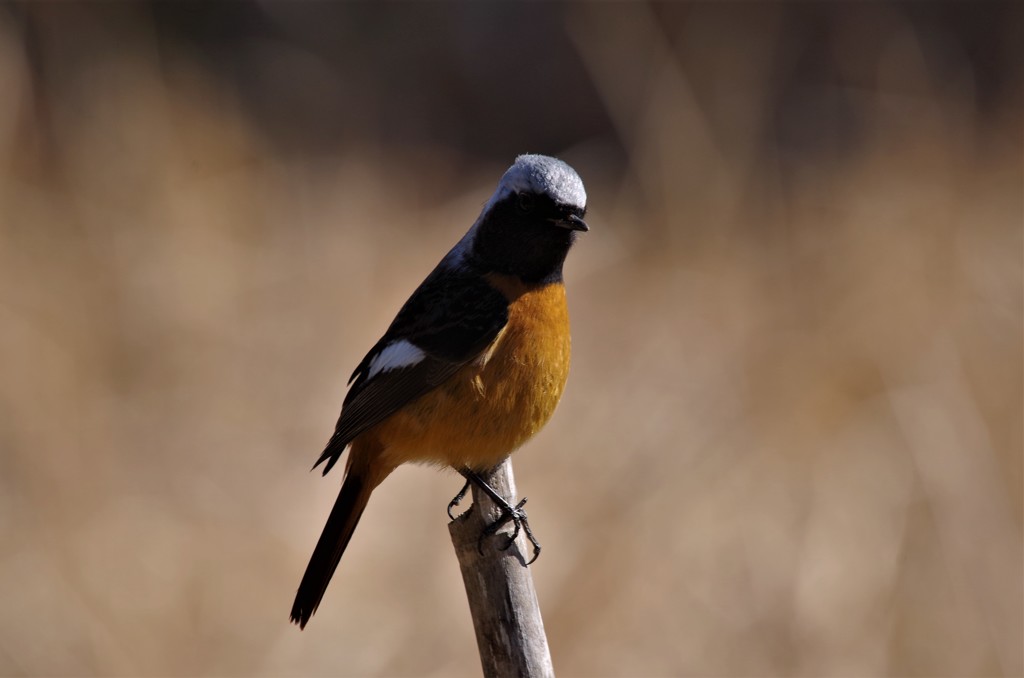 昨日のジョビ君 (4)