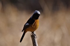 昨日のジョビ君 (4)