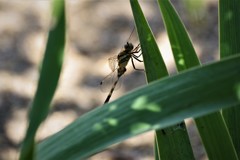 今日のトンボ (1)