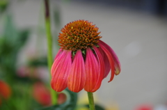 エキナケア・プルプレア