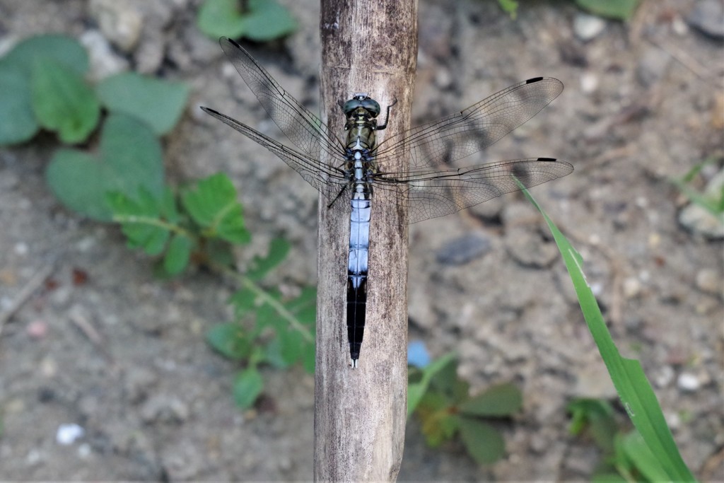 昨日のトンボ (5)