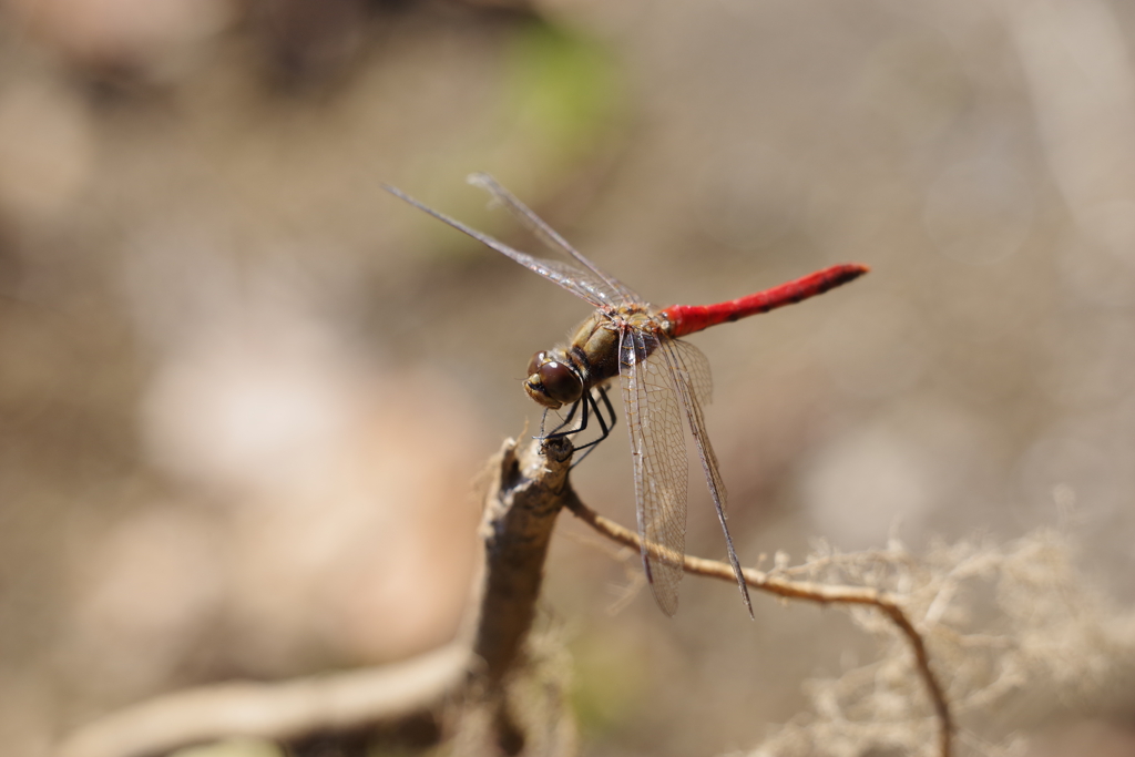 昨日のトンボ (3)