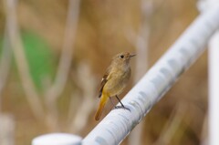 昨日の野鳥 (1)