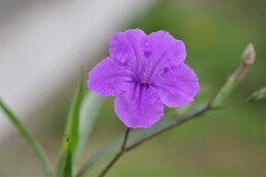 昨日の花 (1)