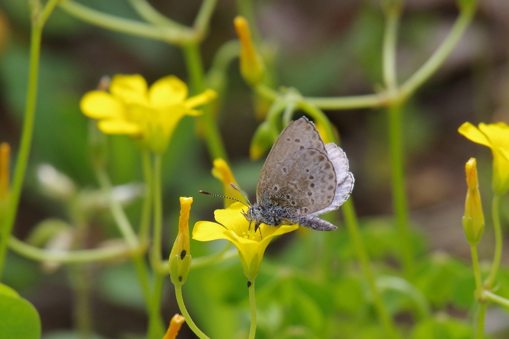 シジミチョウ (2)
