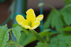 ゴーヤの雌花