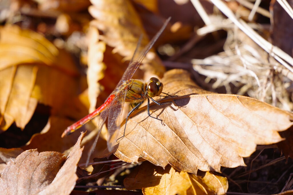 今日も、居ました (1)