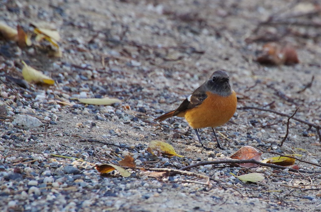 昨日のジョビ君 (1)
