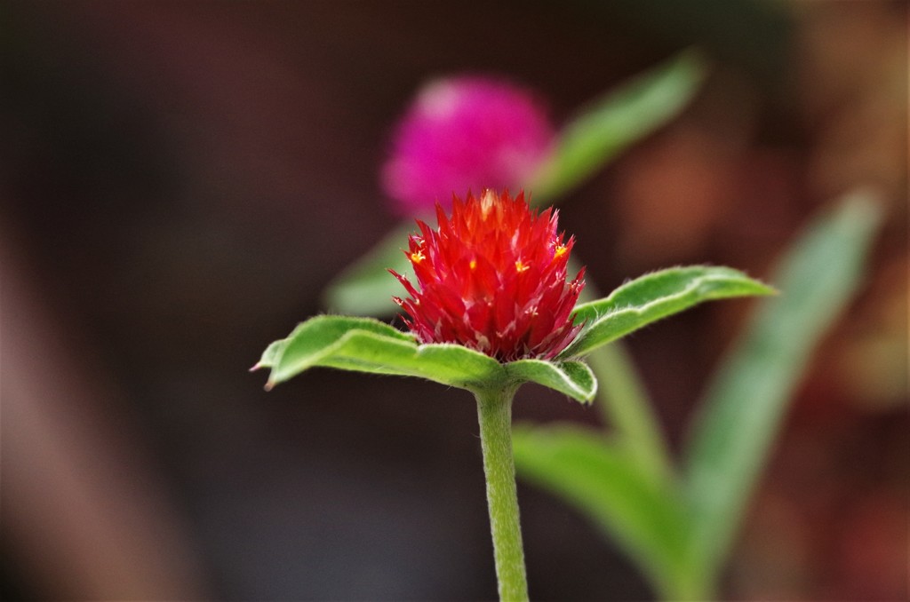 私は、元気よ✩