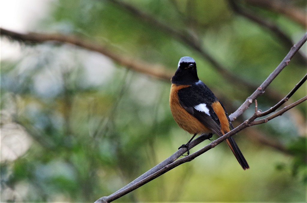 昨日のジョビ君 (1)
