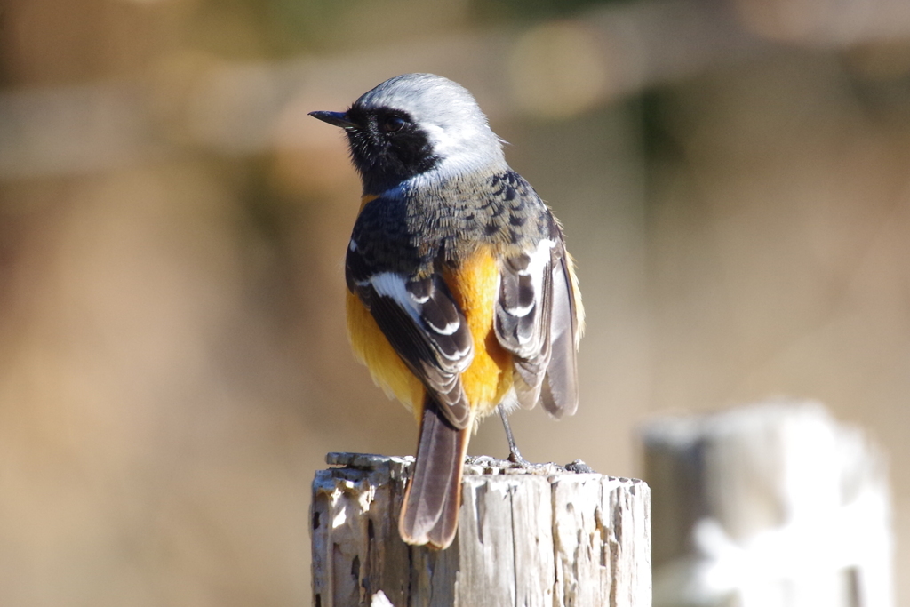 今日のジョビ君 (1)